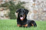 BEAUCERON 980